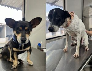 Prefeitura resgata dois cães vítimas de maus-tratos