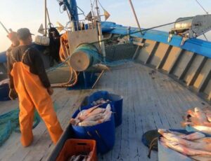 Setor produtivo cobra reavaliação da corvina pelo MPA
