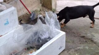 Vigilancia Apreende 50 Kg De Carne Em Camboriu2