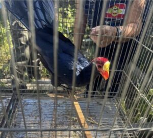 Fiscalização apreende 230 animais em SC no mês