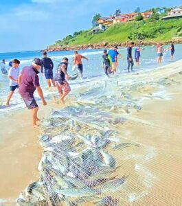 Lanço de quase 2 toneladas de tainha é festejado em SC