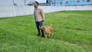 Cães Pitbull enfrentam desafios para adoção em São José
