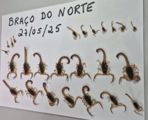 Mais 25 escorpiões são encontrados em Braço do Norte
