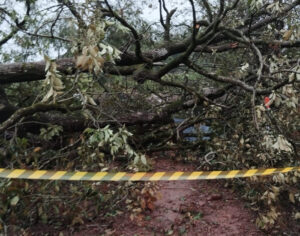 Homem morre atingido por árvore durante temporal em SC