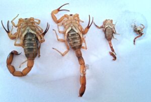 Número de escorpiões-amarelos dispara em Gravatal