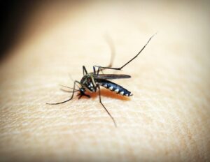 Tubarão: focos do mosquito da dengue chegam a 555