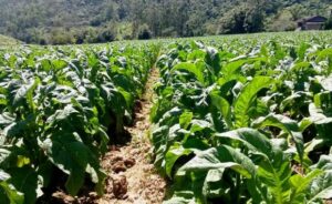 Comissão debate nova regra para o fumo em SC