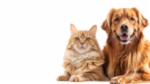 Testes cosméticos com animais são proibidos no Brasil