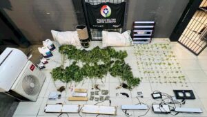 Estufa de maconha é descoberta na Capital