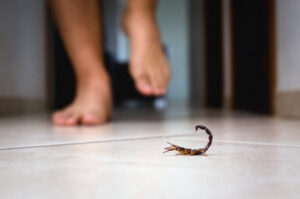 5 formas de proteger a casa contra escorpiões amarelos