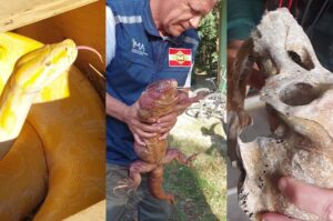 Píton e crânio de chimpanzé são apreendidos em SC