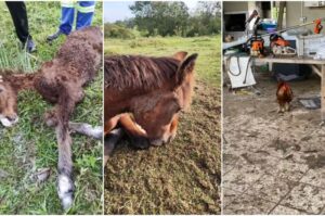 160 animais são resgatados por maus-tratos