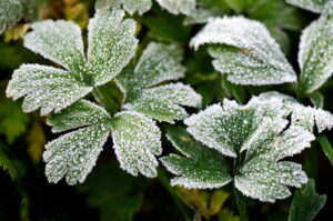 Semana começa com frio intenso e chance de geada em SC