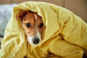 Saiba como proteger seu cão do frio