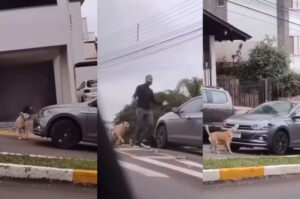 Cachorro “enquadra” policial e viraliza em SC
