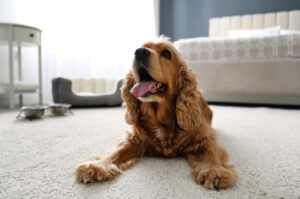 Turismo pet friendly cresce e impulsiona setor hoteleiro