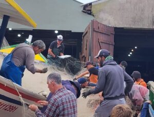 Laguna registra maior captura de tainhas da safra 2025