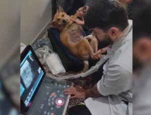 O futuro da cachorra vítima de abuso em SC