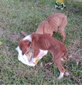 Filhotes presos em bueiro são resgatados em SC