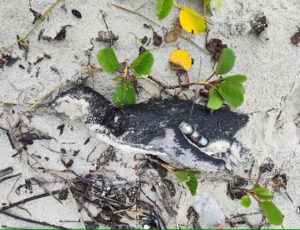 Pinguim com rastreador é achado morto em Itapoá