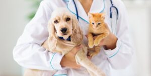 Hospital Público Veterinário é anunciado na Capital