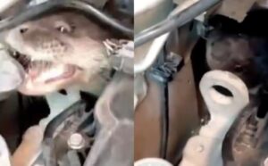 Lontra é resgatada de motor de carro em Palhoça