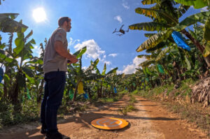 Drones reforçam defesa vegetal na bananicultura de SC