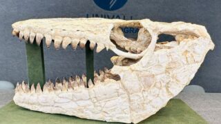 Mosassauro Tita 01