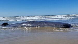 Cachalote é encontrada morta em praia de Laguna