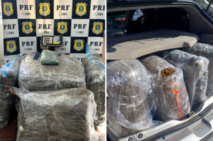PRF apreende 40 kg de skunk na BR-101 em Palhoça