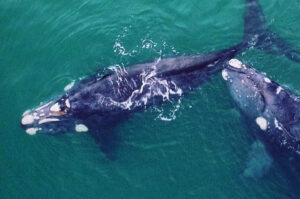 Redes de pesca ameaçam baleias e fauna marinha em SC