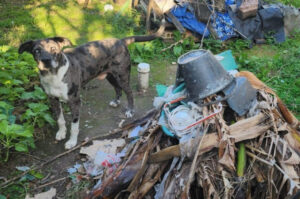 Tutora é presa por abandonar cão em Florianópolis