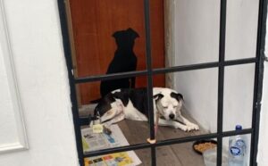 Mulher é indiciada por abandonar cão na Capital