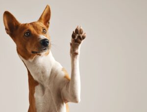 Justiça nega pensão para pet após separação em SP
