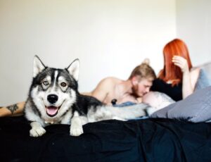 Dormir com pets revela traços de empatia e vínculo