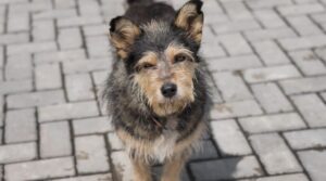 Imbituba investiga casos de cães envenenados