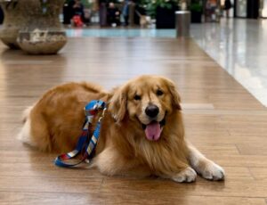 Balneário Shopping realiza 1º Encontro de Goldens
