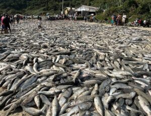 União amplia cota da pesca artesanal de tainha