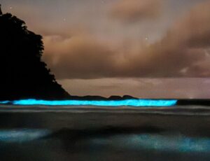 Mar brilha com bioluminescência em SC