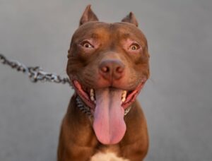 SC regulamenta circulação de pitbulls e raças similares