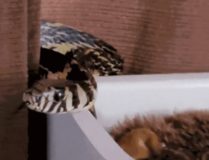 Cobra é encontrada em berço de bebê em Jaraguá do Sul