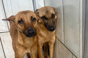 Cães são resgatados de abandono em Itajaí
