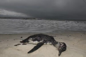 Mais de 210 pinguins mortos em praias de SC