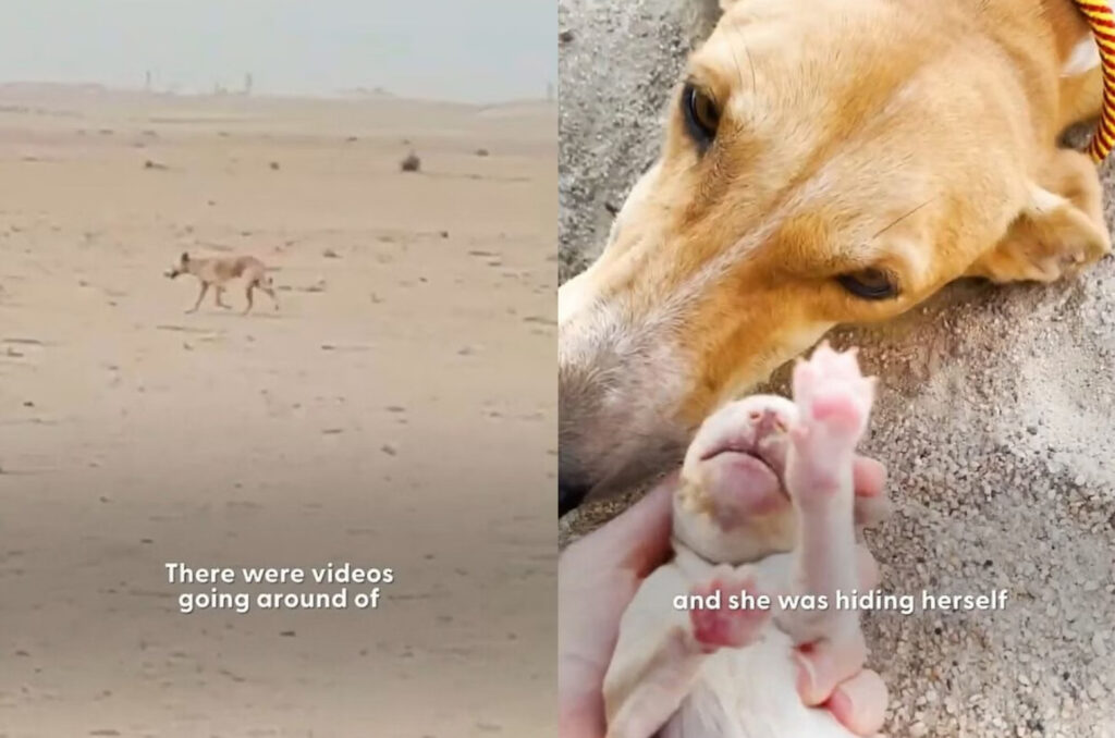 Cadela e filhotes são resgatados no deserto do Kuwait