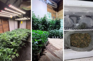 Estufa com 620 pés de maconha é descoberta em Imbituba