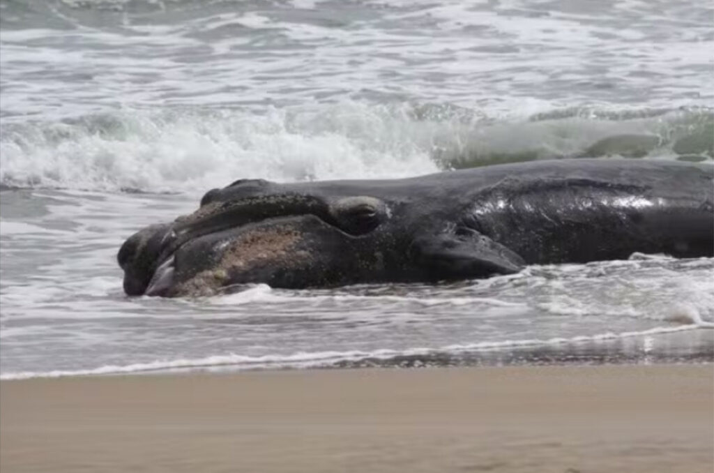 Filhote de baleia-franca é encontrado morto em Garopaba