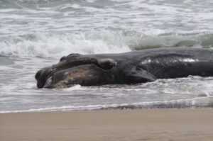 Filhote de baleia-franca é encontrado morto em Garopaba