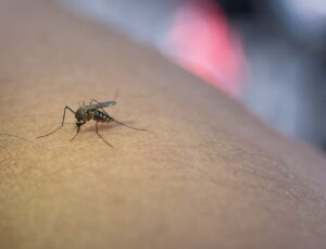 SC registra queda de casos de dengue em 2025
