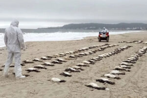 Mais de 1,6 mil pinguins mortos em praias de Floripa