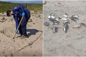Mortes de 80 pinguins alertam litoral de SC